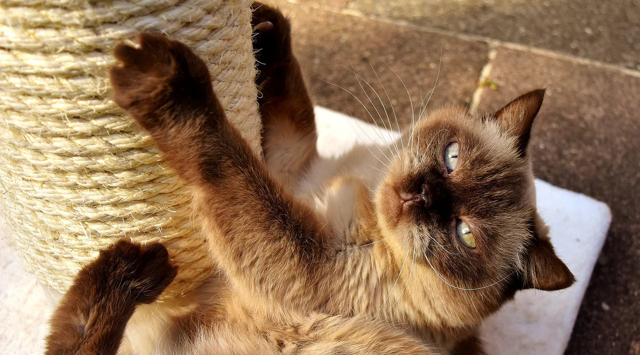 Cat Scratching Post Training Tips: Ensuring Your Feline Friend Stays Happy and Your Furniture Stays Intact