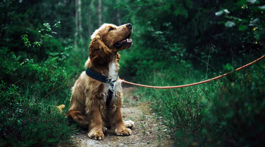 Best Dog Walking Services in the U.S.