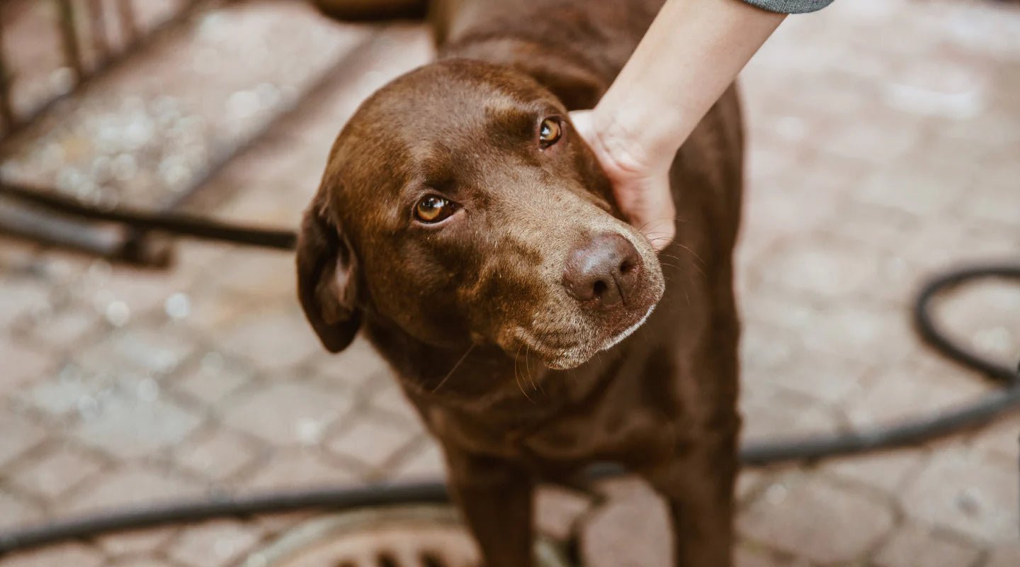 Adopting A Senior Dog Benefits - LifeSong Milestones