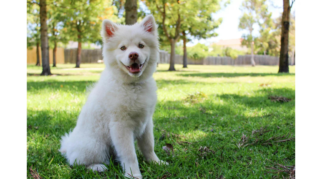 How to Make a Dog-Friendly Backyard: Creating a Safe and Fun Outdoor Space for Your Pet