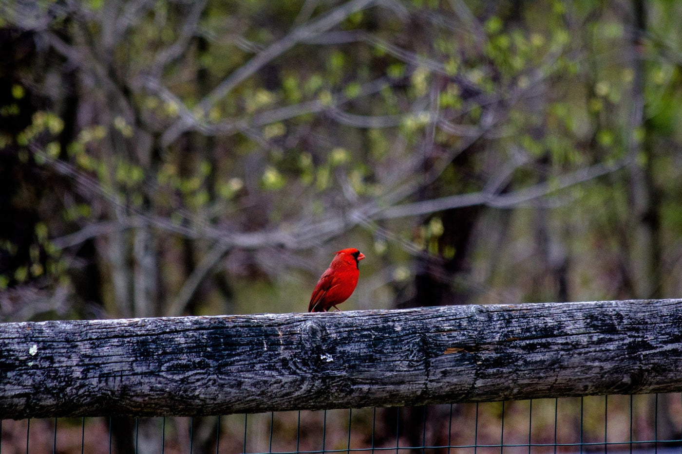 symbolic-meaning-of-red-cardinals-lifesong-milestones